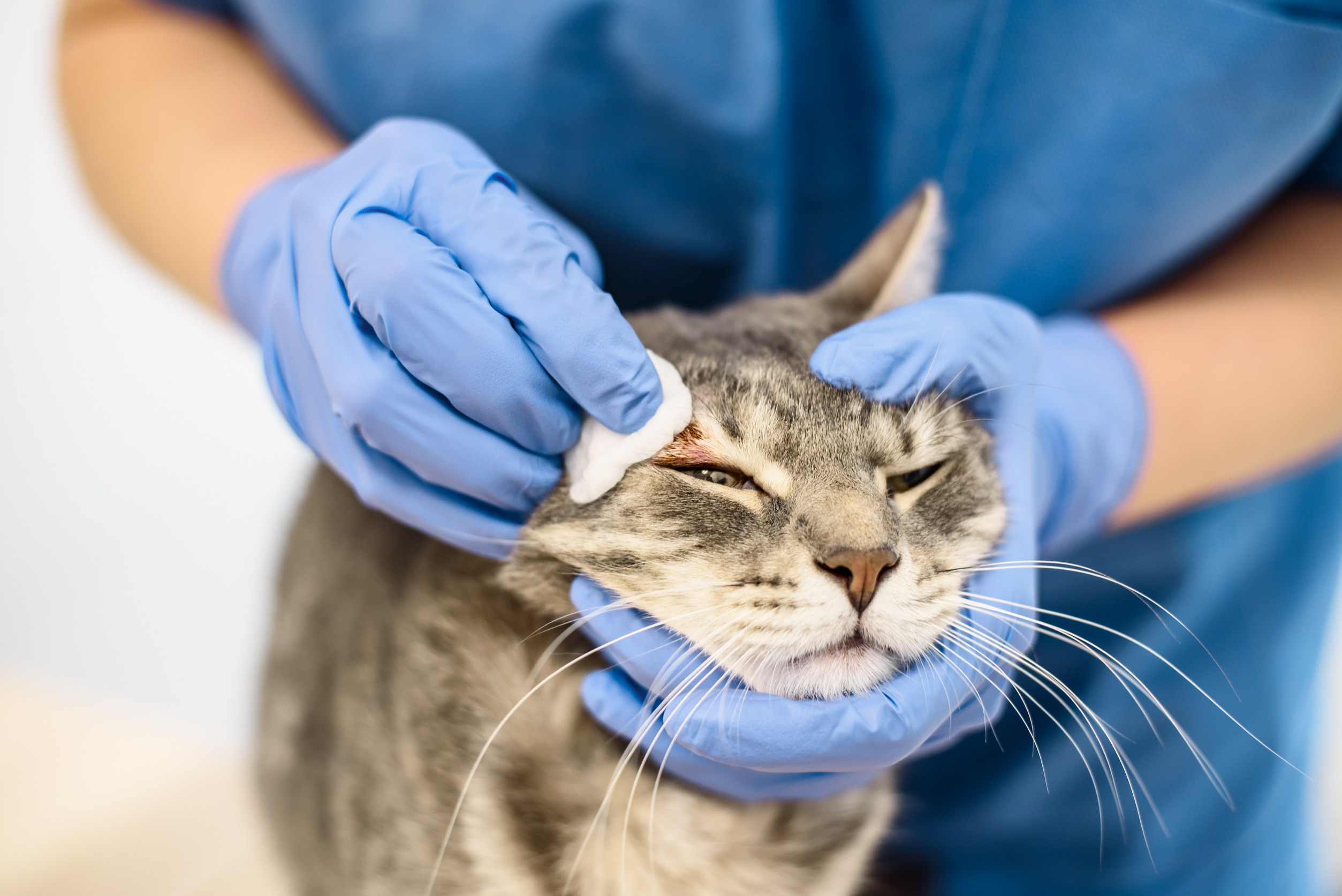 Dermatitis In Cats Two Crazy Cat Ladies