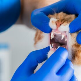 The symptoms of gingivitis in cats can be easy to miss, but they can also be quite noticeable. In this guide we cover natural treatments for cats with gingivitis.