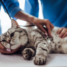 We've met with the experts to provide help for feline cancer to cat parents who wish to use a more natural protocol to assist their cats...
