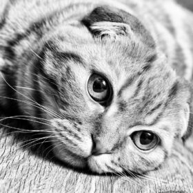 Hookworms can cause serious health problems in cats, especially if left untreated. In this guide, we will discuss the symptoms, causes, and natural treatments for hookworms in cats.