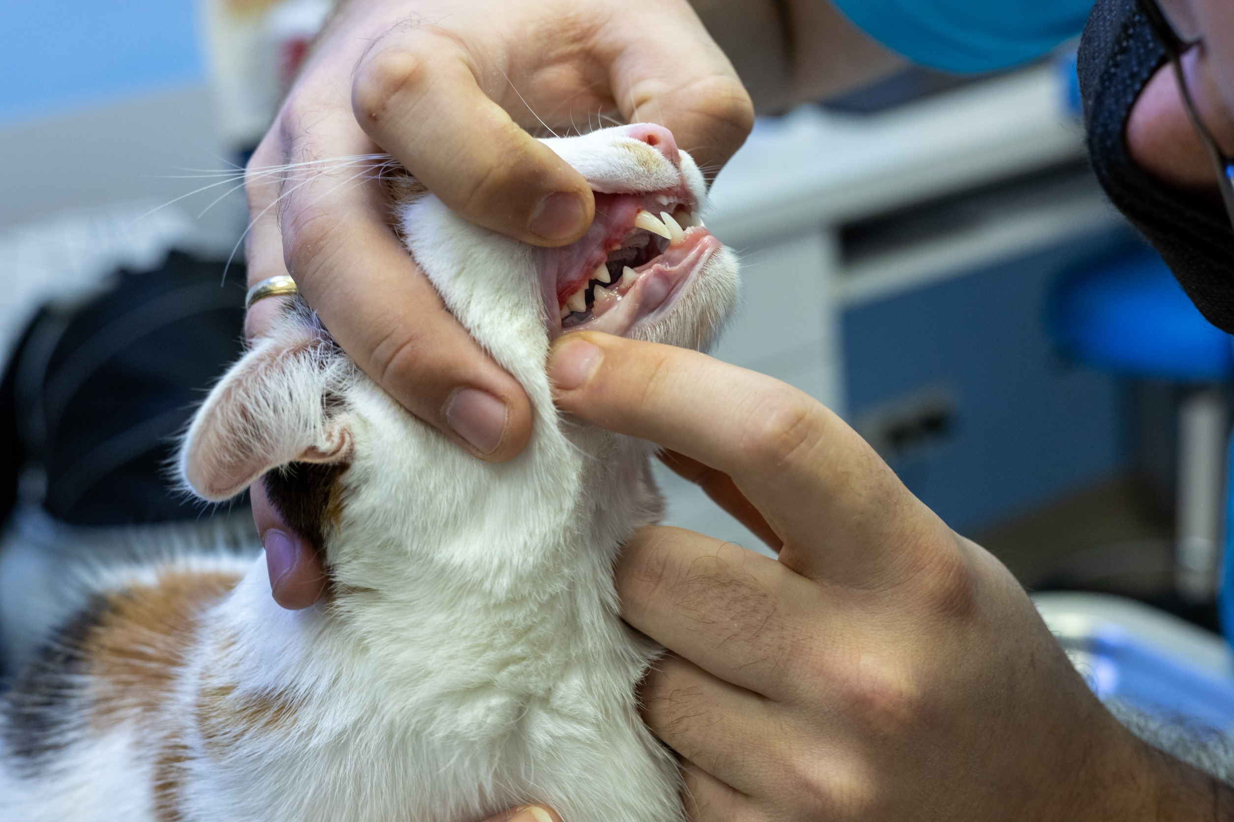 Cat gum outlet disease treatment cost