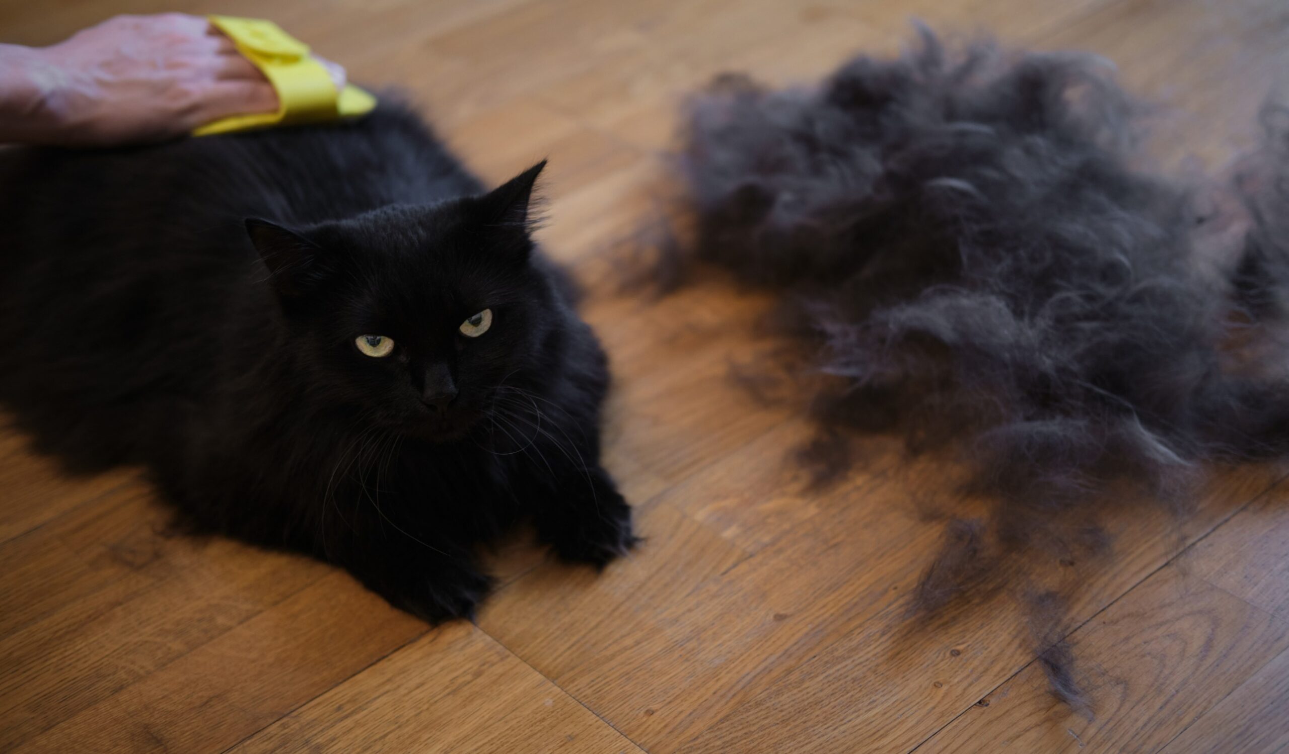 Feline Shedding Cat Symptom Two Crazy Cat Ladies