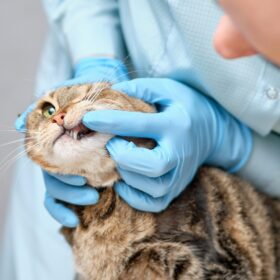 Stomatitis is not contagious, but it can be a chronic condition that requires ongoing management. In this article, we will discuss the symptoms, causes, and natural treatments for stomatitis in cats.