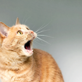 Does your cat have bad breath? Here's what you should know about bad breath in cats.