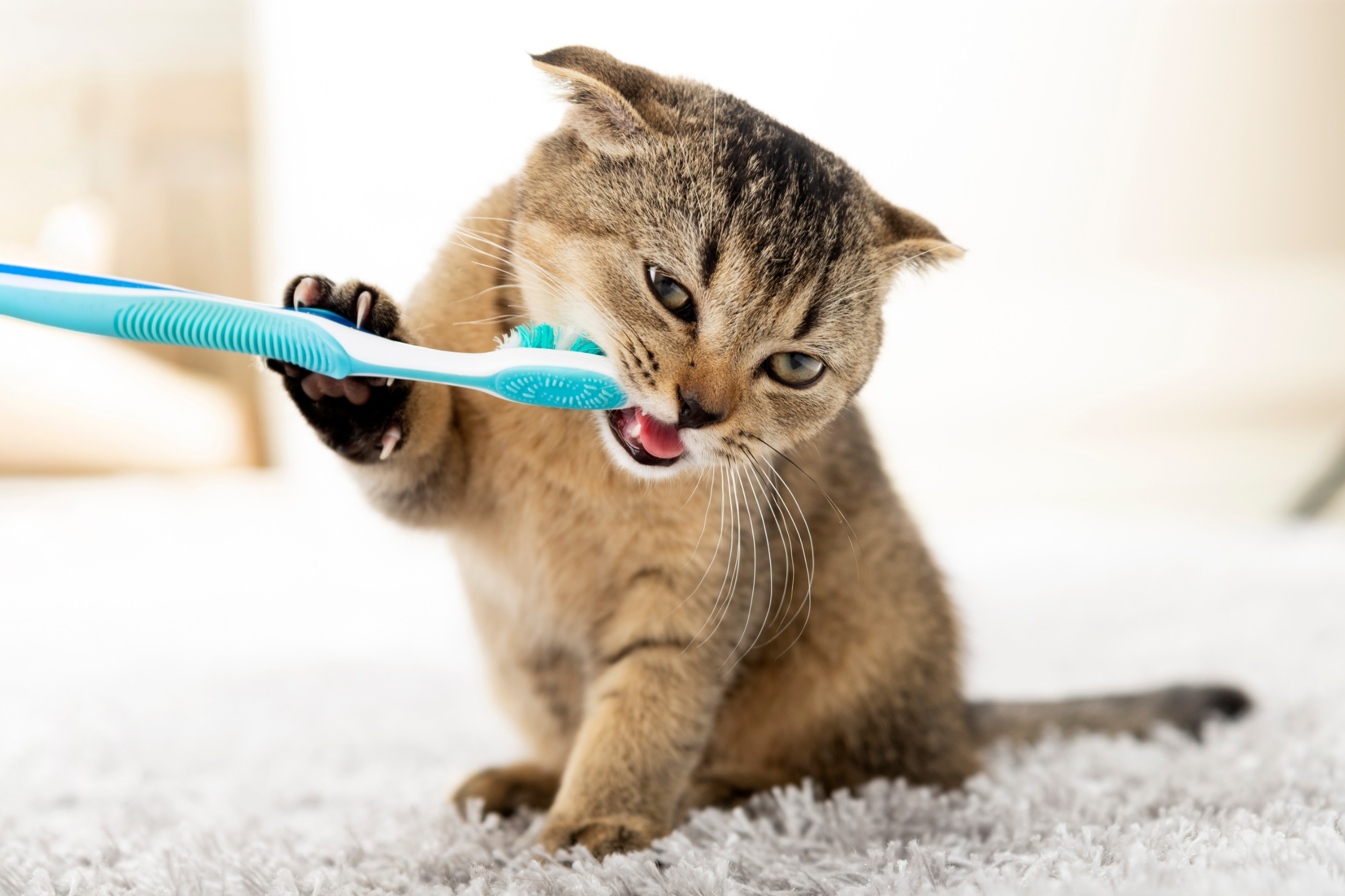 General Dental Health in Cats - Two Crazy Cat Ladies