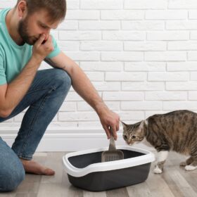 While diarrhea in cats is usually not serious, it can cause discomfort, dehydration, and other health issues if left untreated. In this guide, we will explore the symptoms, causes, and natural treatments for diarrhea in cats.