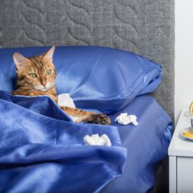 Calicivirus in cats can cause a wide range of symptoms and in this guide we'll explore some natural remedies to help those symptoms.