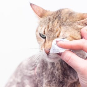 Conjunctivitis can be caused by a variety of factors. In this guide, we will discuss the natural treatments for conjunctivitis in cats.
