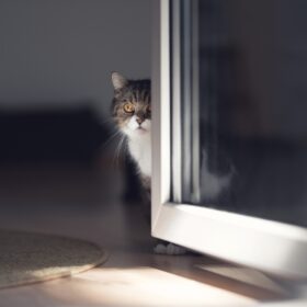 Cats are fascinating animals that make great companions. However, they can also be notorious for door dashing, which is when they dart out of the door as soon as it's opened. This behavior can be dangerous for your cat as they can easily get lost, injured, or worse. In this guid, we discuss why cats door dash and provide suggestions on how to correct this problem.