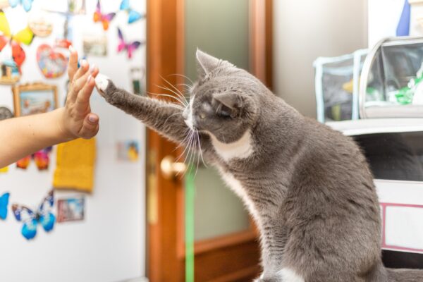 Tips and tricks on how to train your cat! Training cats may seem like a daunting task, but it can be an enjoyable and rewarding experience for both you and your feline friend.