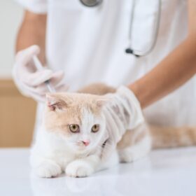 Vaccinations for cats are important to protect them from infectious diseases that they are exposed to. Here's how to choose vaccines wisely.