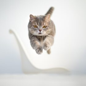 Hyperactivity in cats is a common issue that many cat owners experience. It can be frustrating for both the cat and the owner, as the cat may become destructive or disruptive. In this guide, we discuss ways to help your hyperactive cat.