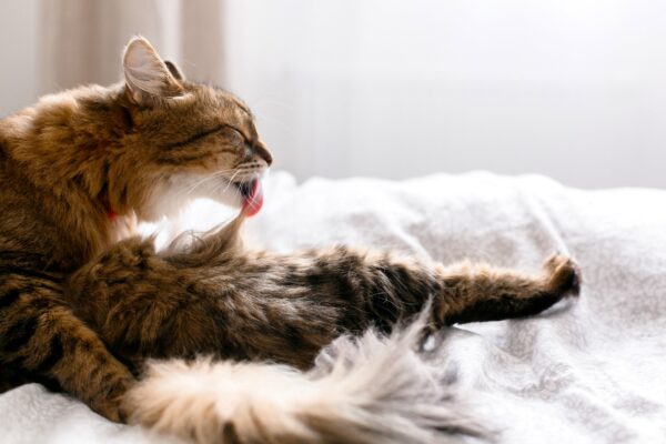 Stress licking in cats can be a frustrating and challenging issue to manage, but it is essential to identify the underlying cause and address it promptly. Here's how to manage stress licking at home.
