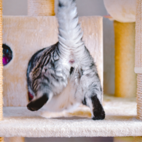 Anal glands play a crucial role in a cat's health and behavior. They help cats establish territory and can convey important information to other cats. However, when these glands become problematic, they can lead to various health issues.