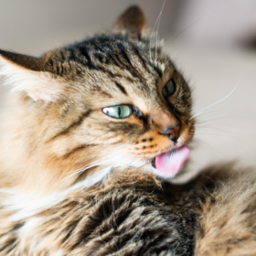 Overgrooming in cats can be caused by one or more issues. Here's a quick guide to narrow down why your cat is overgrooming...