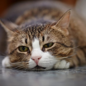 Roundworms are one of the most common intestinal parasites that cats deal with. In this guide we'll discuss signs, symptoms & treatment for roundworm in cats