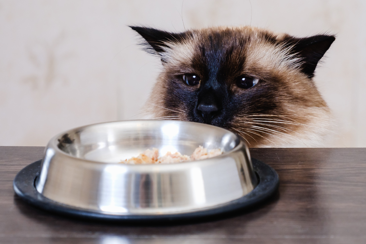 what-to-do-if-your-cat-stops-eating-two-crazy-cat-ladies