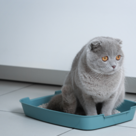 In this guide, we'll explore the symptoms, causes, and natural remedies to offer help for constipation in cats at home.