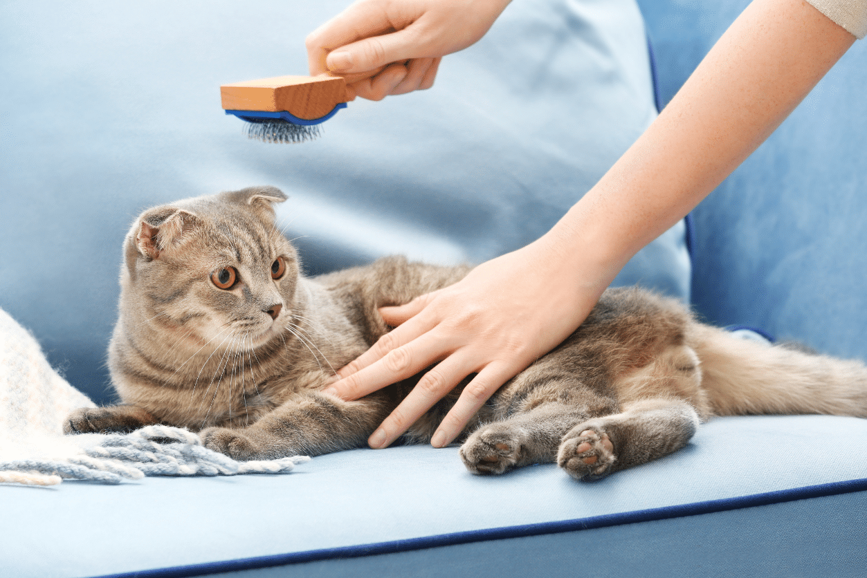 Help! My Cat Doesn't Like To Be Brushed Two Crazy Cat Ladies