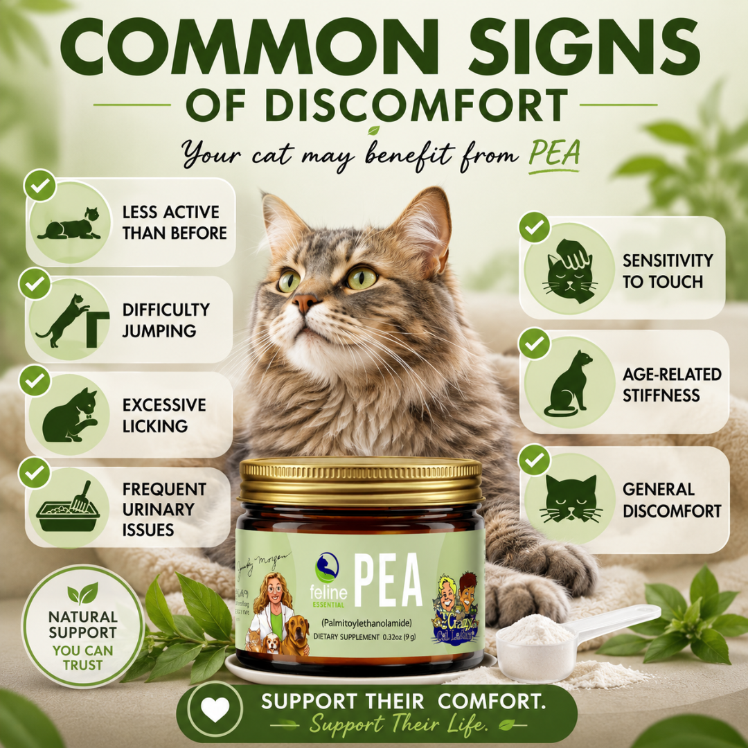 Signs of discomfort in cats including stiffness, urinary issues, excessive licking and reduced activity