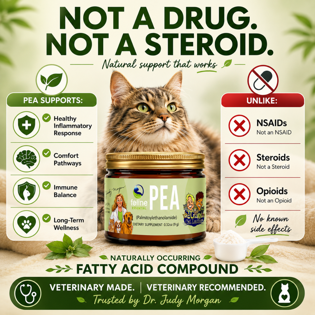 PEA supplement for cats supporting comfort and wellness without steroids, opioids or NSAIDs