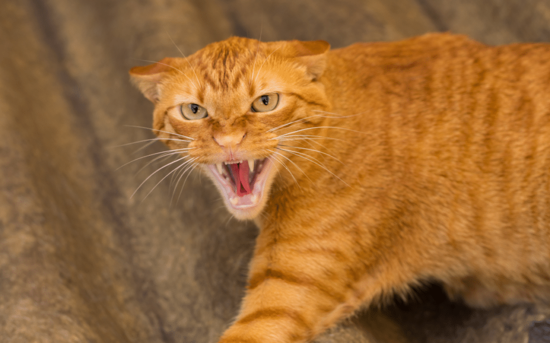 Tips for Dealing with Bully Cats