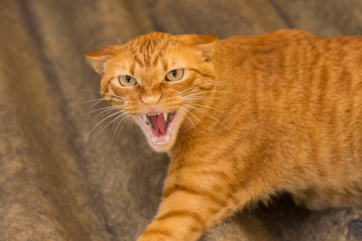 Tips for Dealing with Bully Cats - Two Crazy Cat Ladies