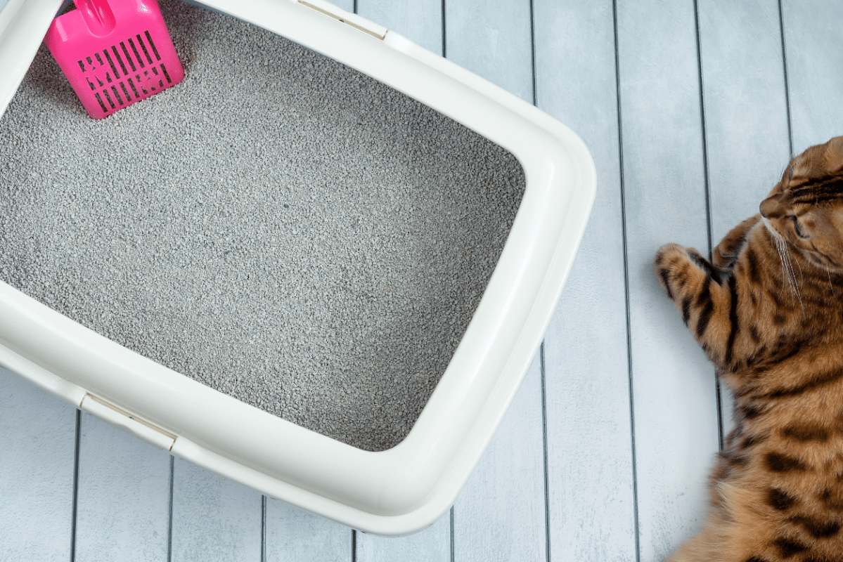 How To Change Your Cat's Litter Two Crazy Cat Ladies