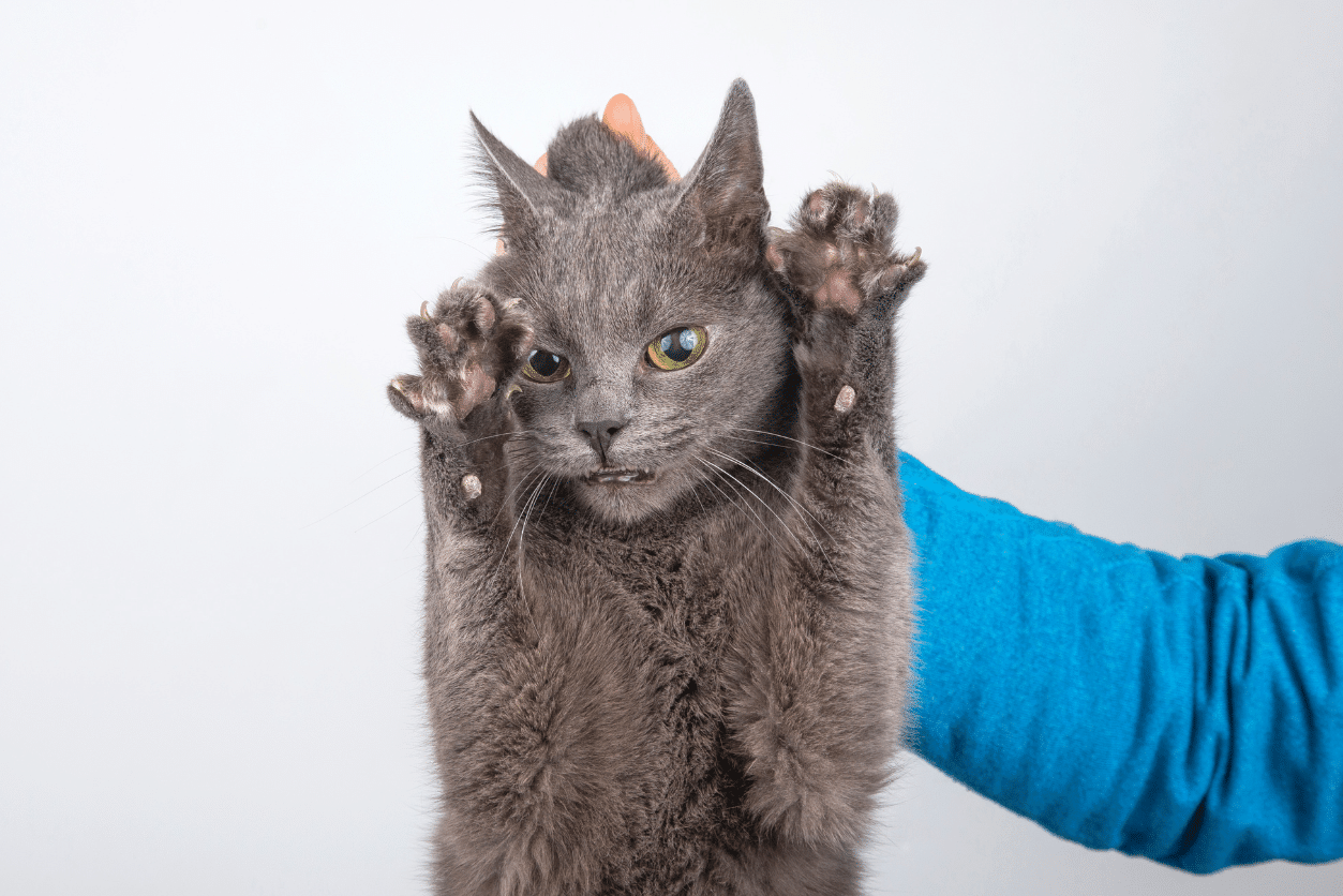 How To Punish Your Cats Two Crazy Cat Ladies