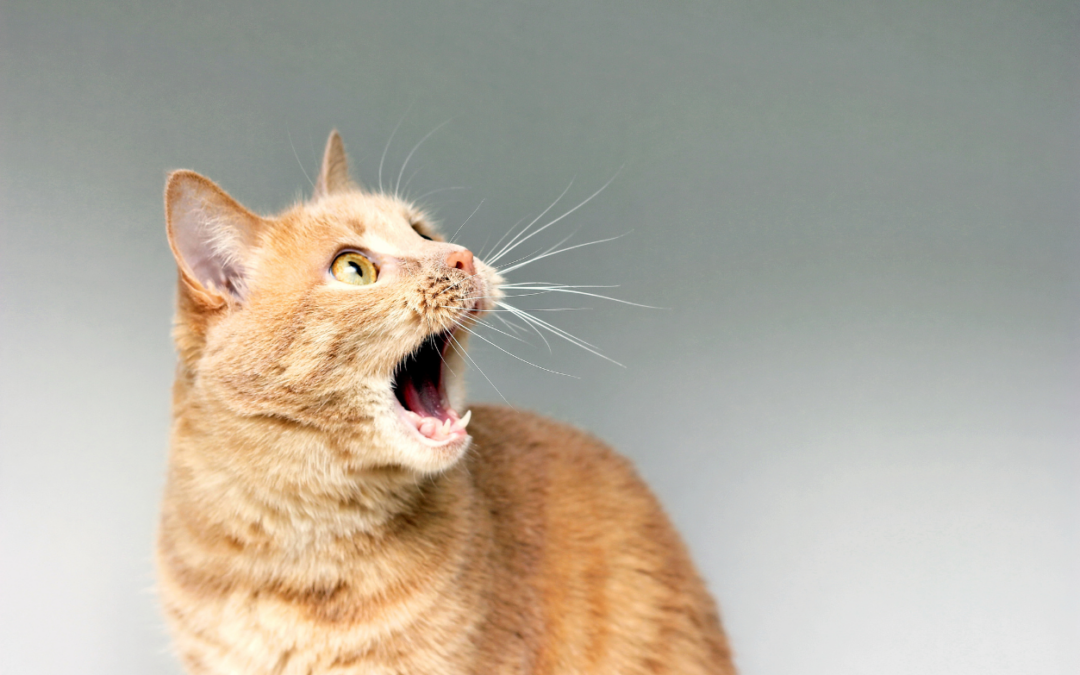 How To Clean Cat’s Teeth In Less Than 10 Seconds