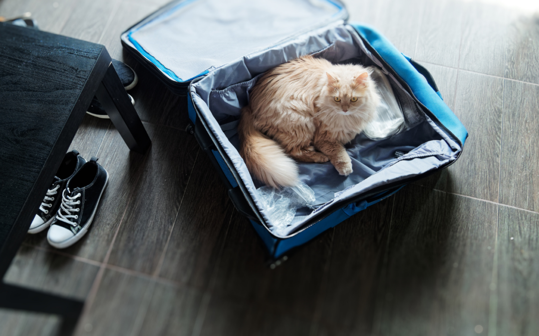 Leaving Your Cats While You Travel: 6+ Tips for Stress-Free Vacations