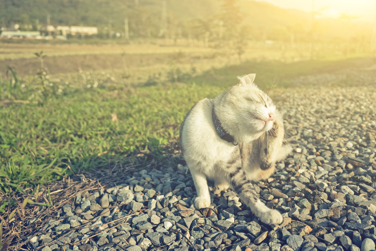 Image showcasing The Hidden Dangers of Conventional Flea Medications for Cats - Two ...