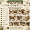 Cats rolling, sniffing, licking, rubbing, stretching, relaxing, playing, and resting with individually placed organic herbs in an Ageless Herbal Healing Ground for natural feline enrichment.