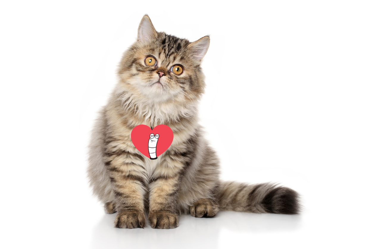 If you live in an area where heartworm is common, do you need to be worried about your cats?
