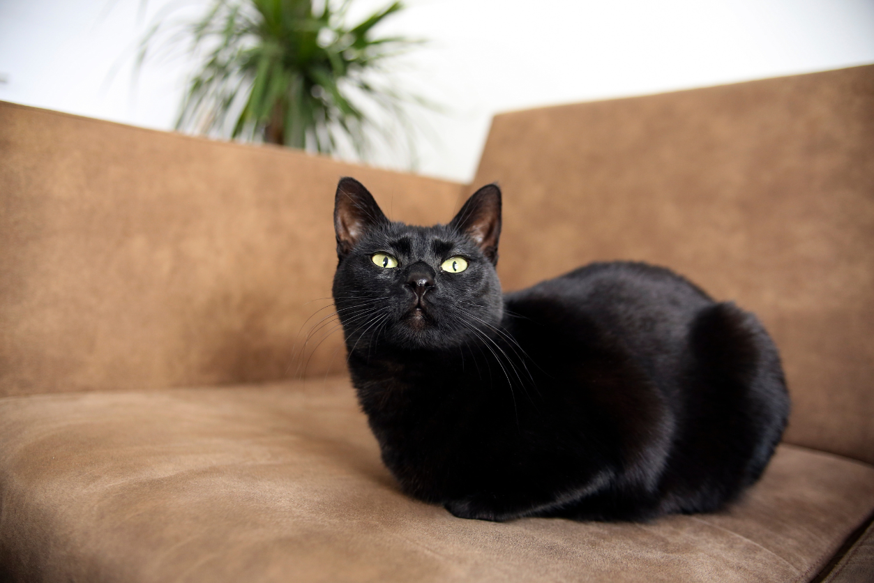 A closer look at Indoor Cats And Longevity Study