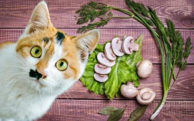 An Intro To Herbs And Mushrooms For Cats