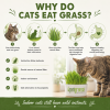 Educational infographic explaining why cats eat grass, showing how organic wheatgrass supports natural feline instincts, healthy digestion, natural hairball elimination, and indoor enrichment.