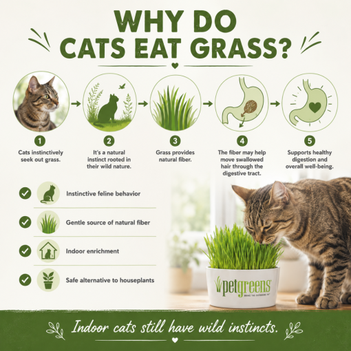 Simple Greens™ Self-Grow Grass Kit - Two Crazy Cat Ladies