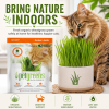 Simple Greens Self-Grow Organic Wheatgrass Kit for cats with fresh cat grass, supporting healthy digestion, hairball elimination, and safe indoor enrichment.