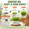 Step-by-step guide showing how to grow organic cat grass at home with the Simple Greens Self-Grow Wheatgrass Kit, from adding water to fresh grass ready for cats in 7–10 days.