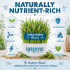 Super Greens Blend Self-Grow Grass Kit for cats featuring organic oat, rye, and barley grasses that support everyday wellness, healthy digestion, immune health, skin and coat, and safe indoor enrichment.