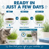 Step-by-step guide showing how to grow the Super Greens Blend organic cat grass kit by adding water, watching fresh sprouts emerge, and enjoying nutrient-rich grasses in just 7–10 days.