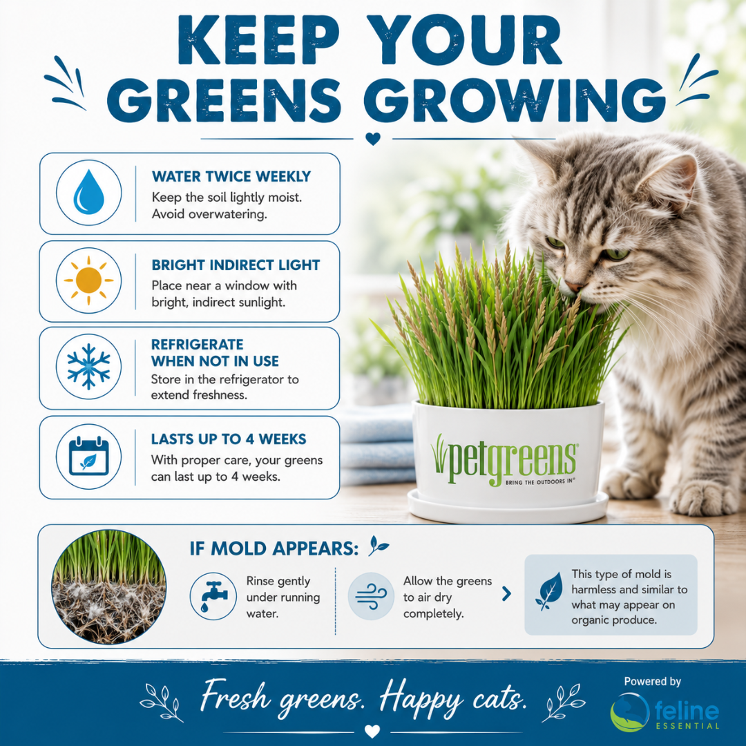 Organic cat grass care guide with watering, lighting, refrigeration, and mold care tips to help keep the Super Greens Blend fresh for up to four weeks.