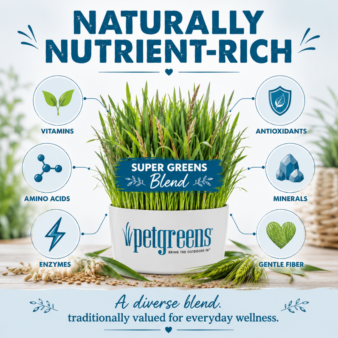 Super Greens Blend Self-Grow Grass Kit for cats featuring organic oat, rye, and barley grasses that support everyday wellness, healthy digestion, immune health, skin and coat, and safe indoor enrichment.