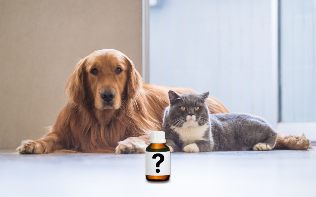 What You Should Know About Omega 3s For Pets