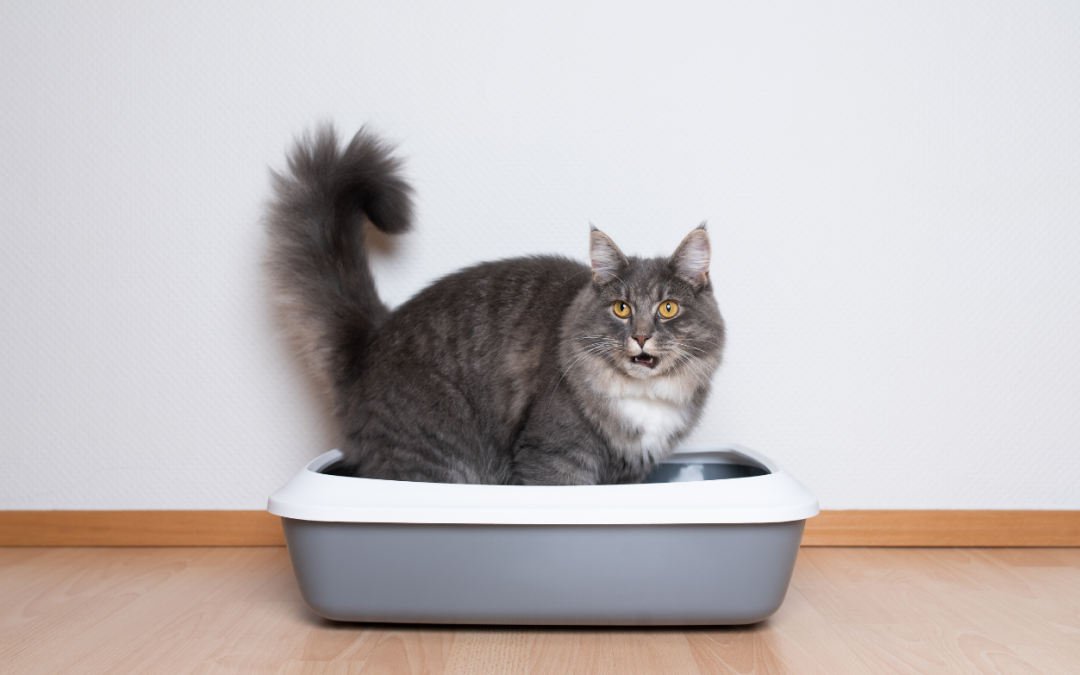 Help for Persistent Urinary Issues in Cats