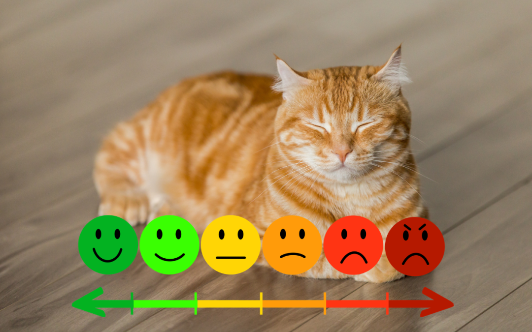 How to Help Pain in Cats Naturally