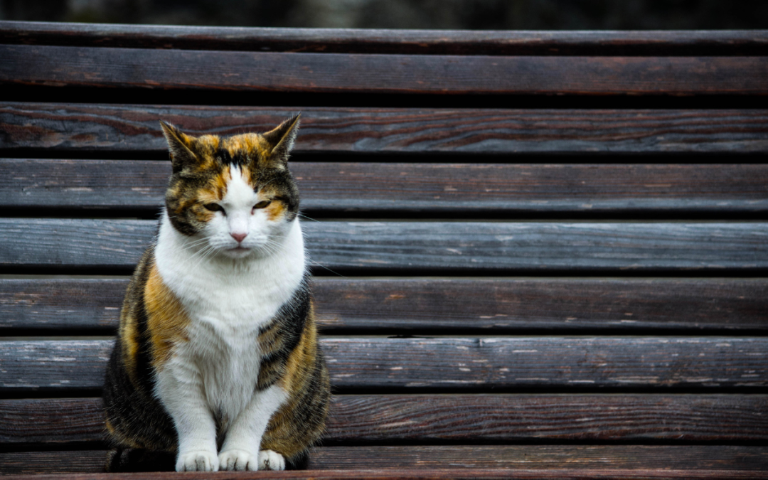 Can PEA Help Cats With Arthritis?