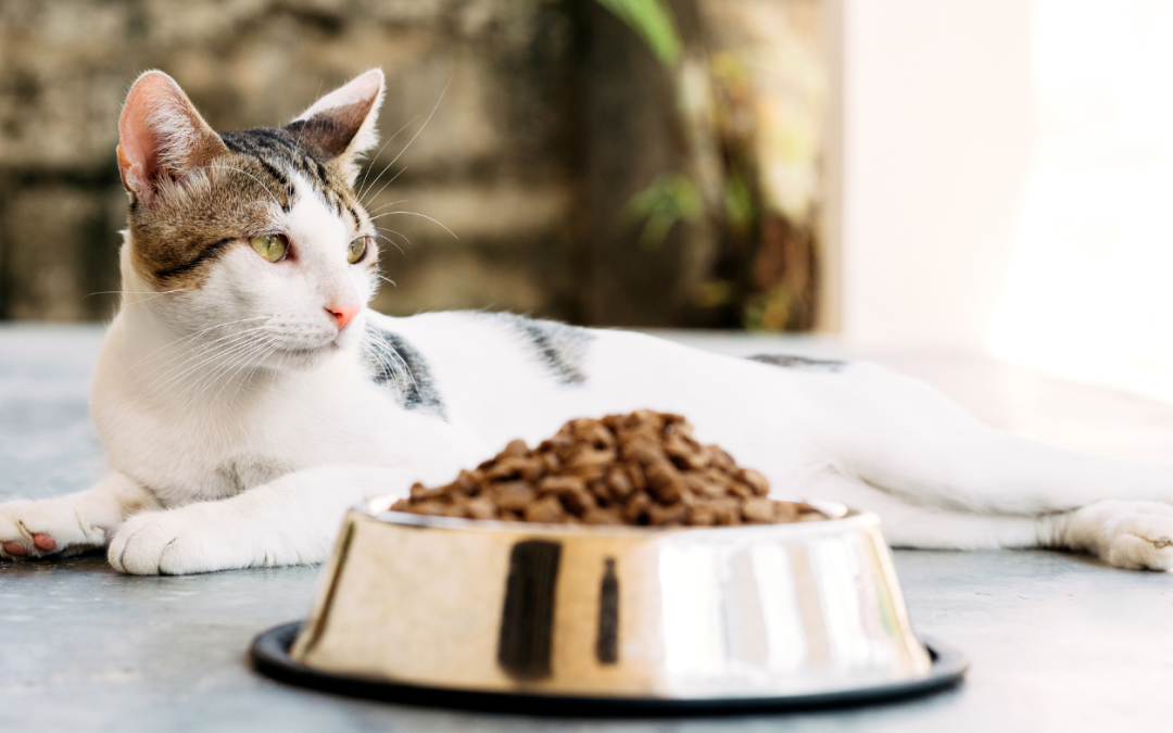 Why Is My Cat Refusing Food? 6 Reasons You May Not Expect
