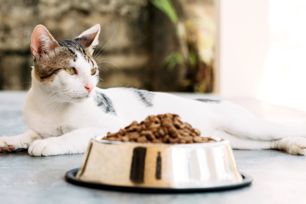 Why Is My Cat Refusing Food They Normally Eat? This image shows a kitten lying on the floor beside a bowl full of food.